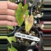 plant/violet White Snacker Colocasia-0-thumbnail
