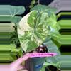 plant/Morrakod Seethong-0-thumbnail