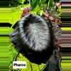 plant/Pharco-1-thumbnail