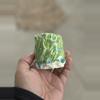 plant/Green Gobline 2.25x2.75-0-thumbnail