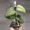 plant/c3. Salaka Nagara-0-thumbnail