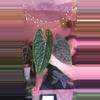 plant/Luxurians black 0210-0-thumbnail