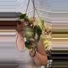 plant/Curly Sue 5”-0-thumbnail