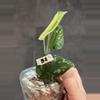 plant/b2. Exotica Golden Crown-0-thumbnail