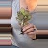 plant/kalanchoe stained glass-0-thumbnail