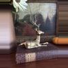 plant/Smaller Laying Down Buck-4-thumbnail