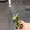 plant/A3. Hederaceus Mutiara/ Black Pearl-0-thumbnail