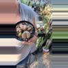 plant/Lithops 3” pot-0-thumbnail