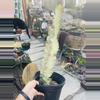 plant/Euphorbia Ammak Variegated 21” 3 Gallon-0-thumbnail
