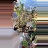plant/sedum mendozae 5”-0-thumbnail