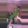 plant/Spider Bess 0256-0-thumbnail