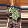 plant/Red jades-0-thumbnail