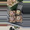 plant/GC Sulcorebutia w/ pups-0-thumbnail