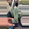 plant/GC 2.5” Blue fuzzy cactus-0-thumbnail