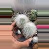 plant/GC 2” Old man senilis-0-thumbnail