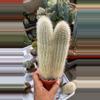 plant/6” GC Silver torch double head-0-thumbnail