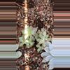 plant/Pachy cluster-0-thumbnail