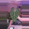 plant/Black Spider Bess 0257-0-thumbnail