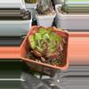 plant/Agavoides-0-thumbnail