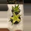 plant/GC 4” Aloe nobilis vari-0-thumbnail