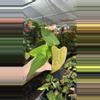 plant/PS-5595 Anthurium Wu pap x Indo portillae-0-thumbnail