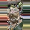 plant/GC mammillaria huitzilopochtli-0-thumbnail