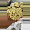 plant/GC 2.5” mamm brain cactus-0-thumbnail