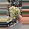 plant/Mamm schiedeana w/ pups-0-thumbnail