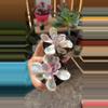 plant/Variegated Rainbow Echeveria-0-thumbnail