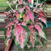 plant/pink sky caladium-0-thumbnail
