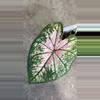 plant/pink splash caladium-1-thumbnail
