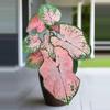 plant/pink splash caladium-0-thumbnail