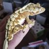 plant/cheddar-1-thumbnail