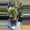 plant/Myrtillocactus geometrizans crest revert 6” pot-0-thumbnail