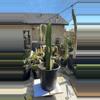 plant/Euphorbia Ingens Chocolate Drop 12” plant-0-thumbnail