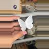 plant/White Agate Butterfly-0-thumbnail