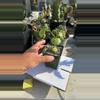 plant/Gerrardanthus machrorhizus-0-thumbnail