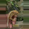 plant/Amun-1-thumbnail