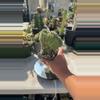 plant/Polaskia Chichipe on Graft-0-thumbnail