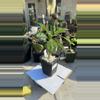 plant/Pachypodium Saundersii-0-thumbnail