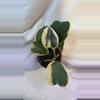 plant/316 Hoya Kerri Outer Varriegated 4in Pot-0-thumbnail