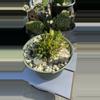 plant/Monstrose Euphorbia Flanaganii-0-thumbnail