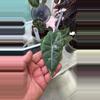 plant/Alocasia pink dragon albo-0-thumbnail