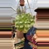 plant/Aeonium cutting-0-thumbnail