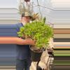 plant/Huge Ovata Jade 3 gallon-0-thumbnail