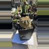 plant/Gymnocalycium spegazzinii unguispinum-0-thumbnail
