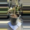 plant/Euphorbia Clandestina 3.5” plant-0-thumbnail