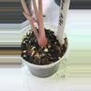 plant/Alocasia pink dragon albo-1-thumbnail