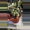 plant/Cereus Ming Thing 6” pot-0-thumbnail
