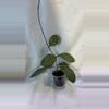plant/368 Hoya Crassi x Michele-0-thumbnail